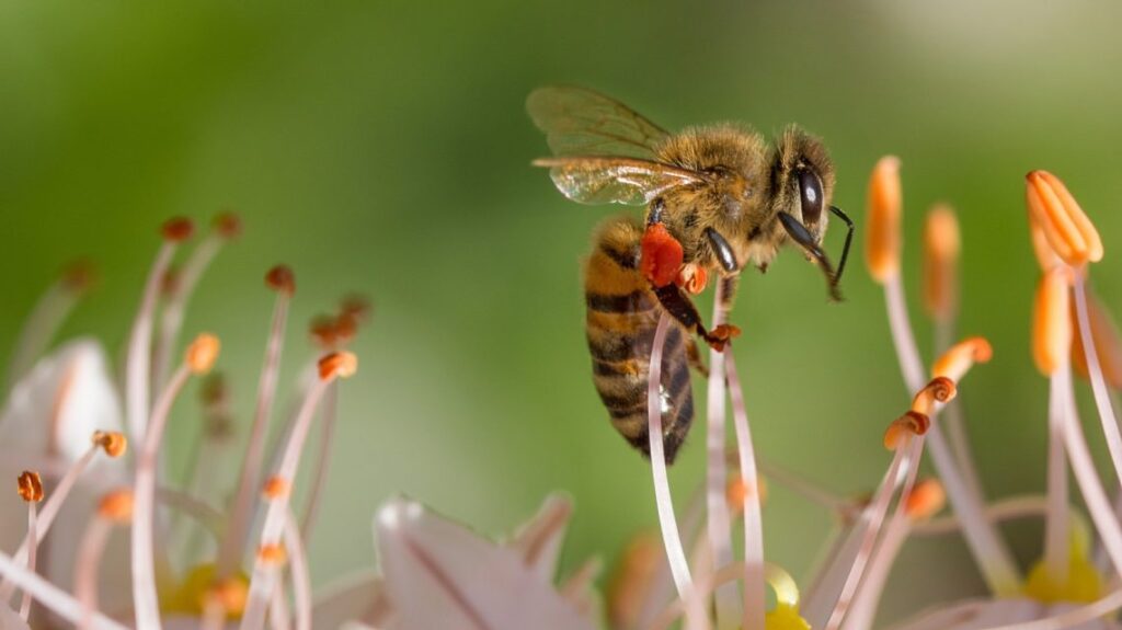 Bee 515023 1920