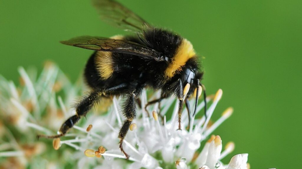 Bee 535247 1920
