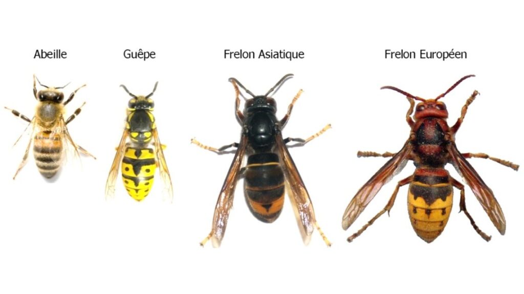 Insectes
