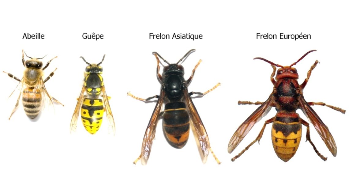 Insectes