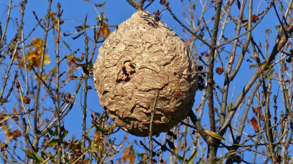 Insects 2985850 1920