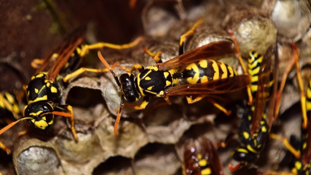 Wasps 2702482 1920