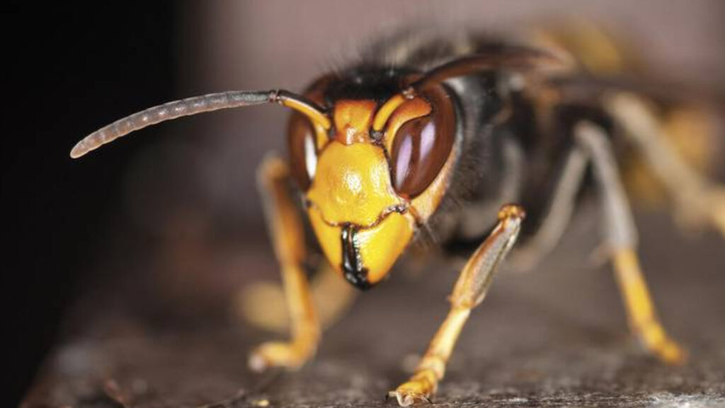 Vespa Velutina