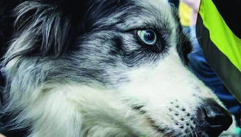 journée-mondiale-des-animaux_banner
